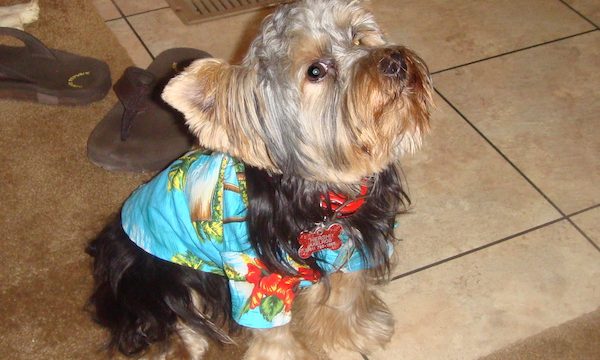 A black and gold Yorkie in a Hawaiian shirt from Dogs Had Their Day!