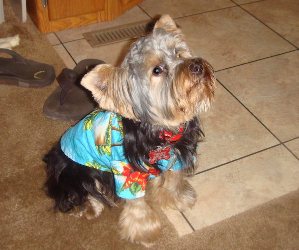 A black and gold Yorkie in a Hawaiian shirt from Dogs Had Their Day!