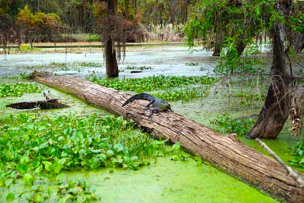 A bayou scene with an alligator relaxing on a log from Beyond The Bayou