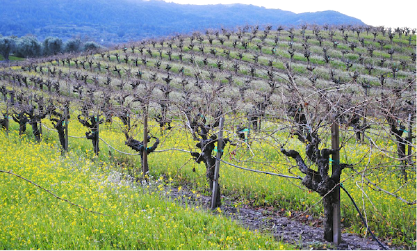 A Vineyard in Sonoma County California