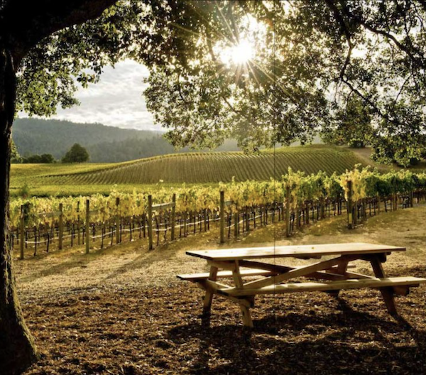 A vineyard with a picnic table.