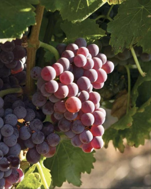 Red wine grapes ripening on the vine.