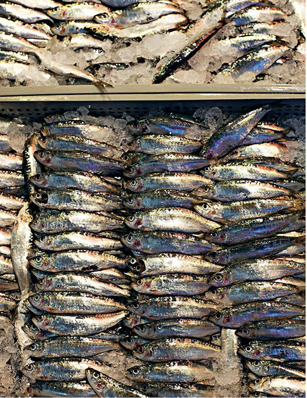 Rows of spiced fish on ice from Istanbul Cult Recipes
