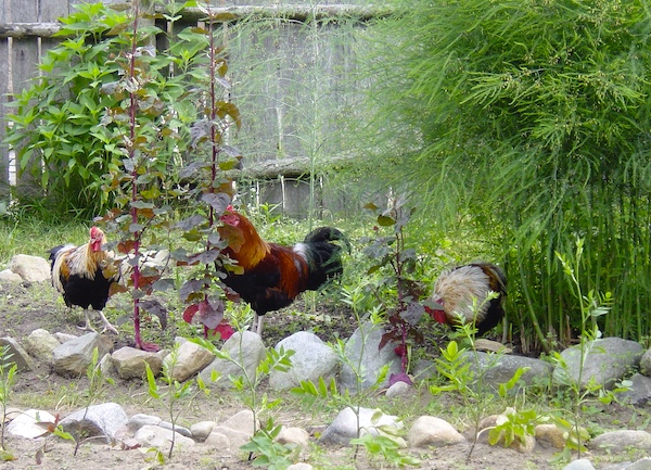 Chickens and roosters roaming a garden at Plymouth Massachusetts