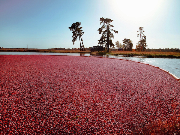 A cranberry bog from Plymouth Massachusetts