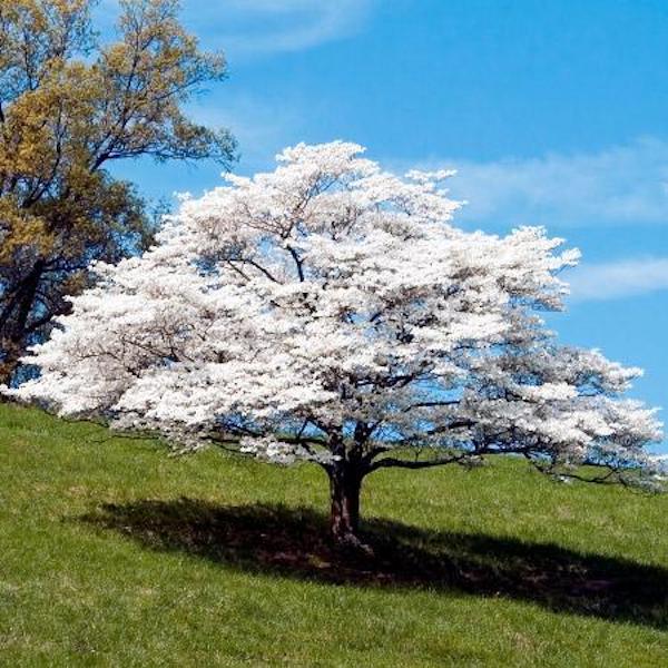 A lawn with a single white dogwood tree in full bloom from 84th Annual Atlanta Dogwood Festival