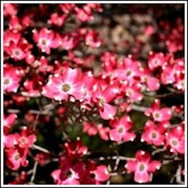 Red dogwood flowers from 84th Annual Atlanta Dogwood Festival