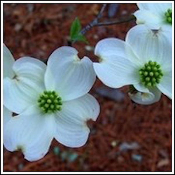White dogwood flowers with green centers and light pink edges from 84th Annual Atlanta Dogwood Festival