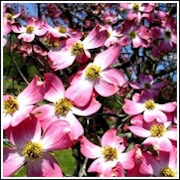Pink dogwood flowers with white and green centers from 84th Annual Atlanta Dogwood Festival