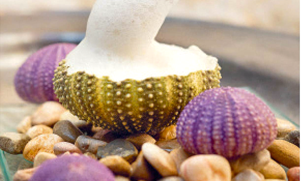A white foamy substance being served in sea urchin shells from Barcelona Cult Recipes