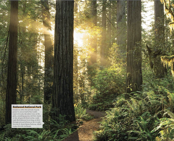A forrest of tall trees with beams of sunlight from Complete Guide to the National Parks