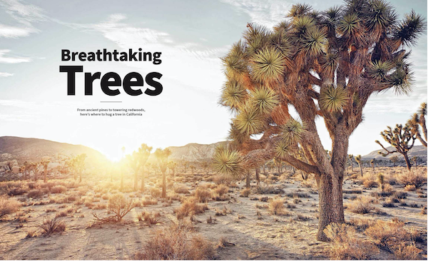 Trees and dessert from Complete Guide to the National Parks
