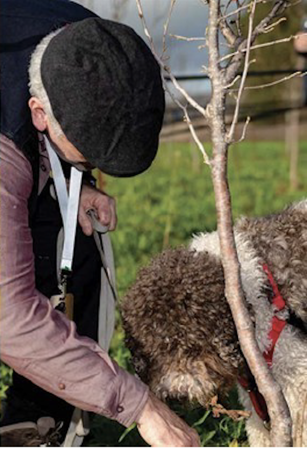 A man in a cap and a brown dog find truffles from post First Burgundy Truffle Harvest in America