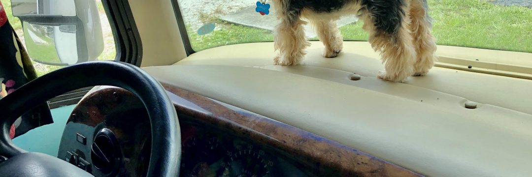 A black and gold Yorkie standing on the dash of an RV from We’re Full Timers!