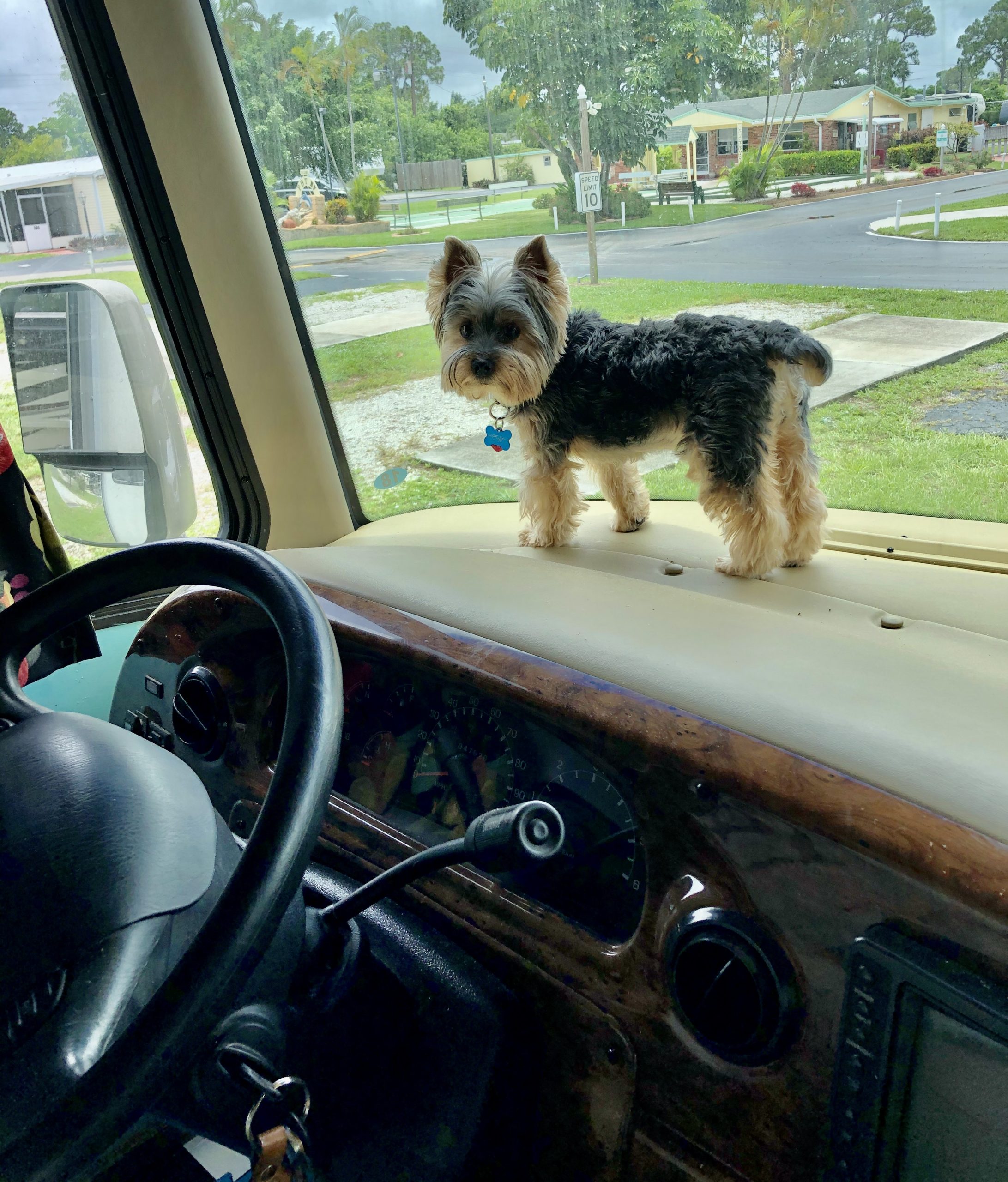 A black and gold Yorkie standing on the dash of an RV from We’re Full Timers!