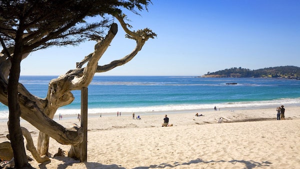White sand beach with ocean and a tree from Hyatt Carmel Highlands Reopened