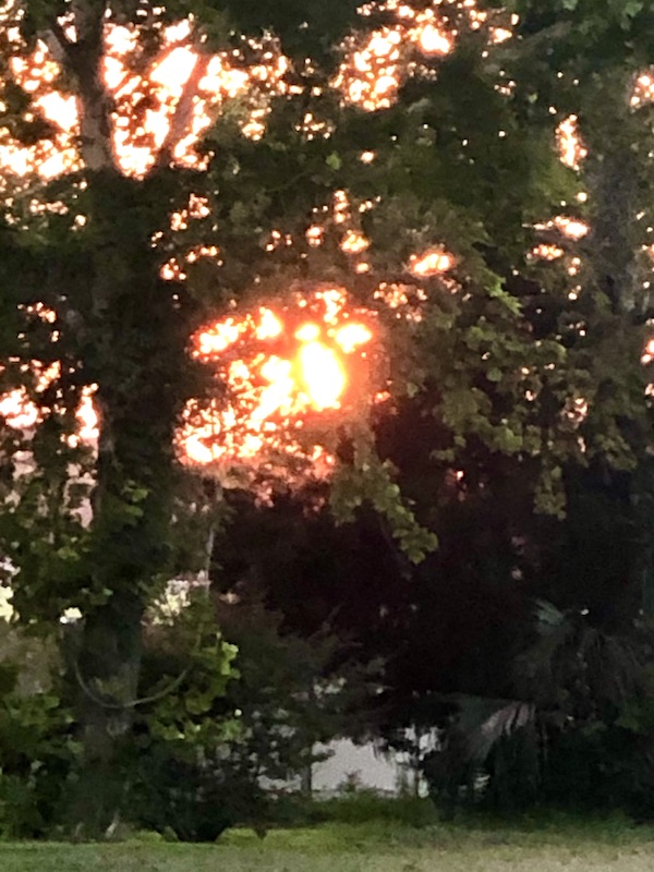 Setting sun shining through trees at Barefoot RV Resort North Myrtle Beach