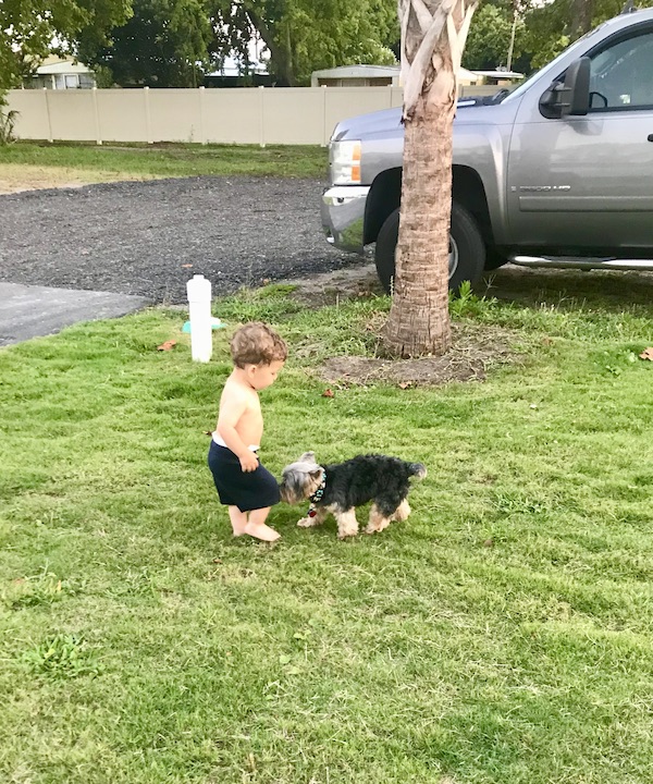 A toddler and a black and gold Yorkie on the lawn at Barefoot RV Resort North Myrtle Beach