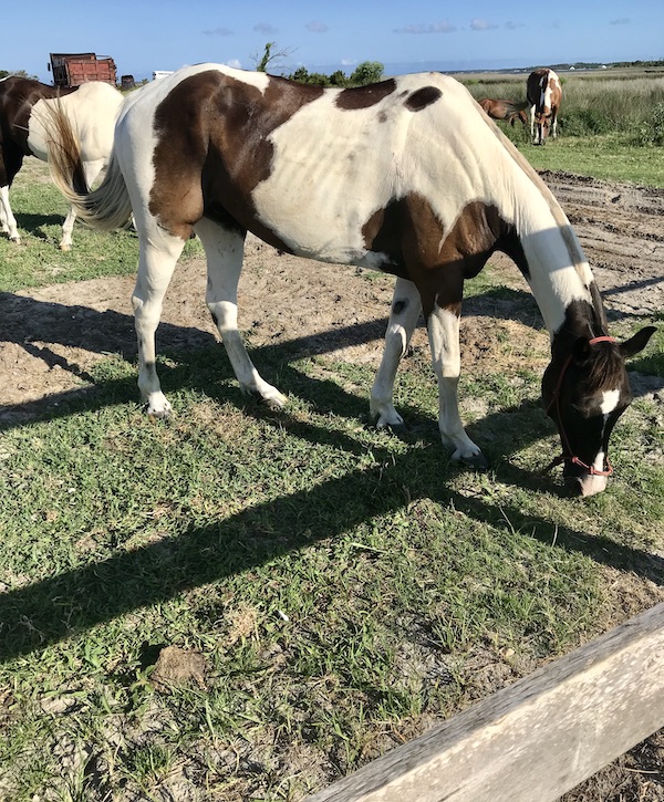 Grazing white and brown horses at Cedar Island Resort in NC