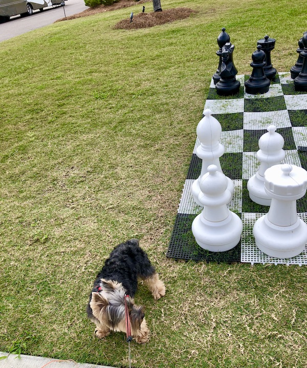 A lawn, a black and gold Yorkie and a huge chess set at CreekFire RV Resort Savannah