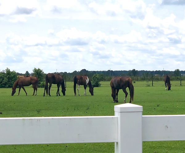 Horses grazing on grass in Chesapeake Virginia