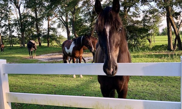 A dark brown horse with white streak on face in Chesapeake Virginia