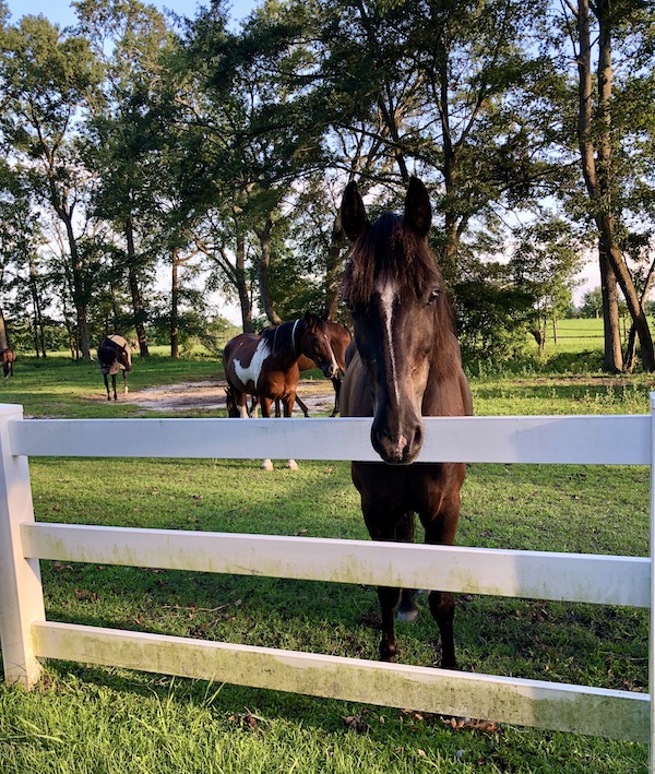 A dark brown horse with white streak on face in Chesapeake Virginia