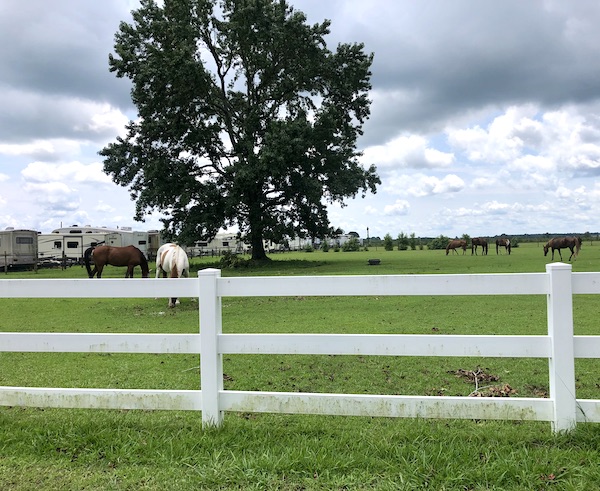 A grassy field with horses and rvs at Chesapeake Virginia