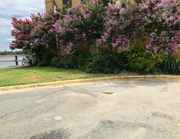 A huge tree with fuchsia blooms near Hoppin' Johnz in Elizabeth City NC
