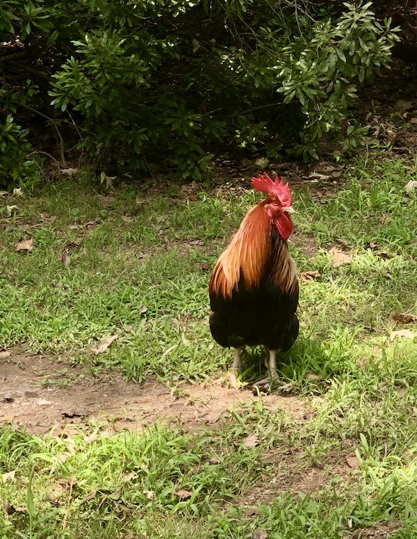 A black, gold and red rooster in Williamsburg Virginia