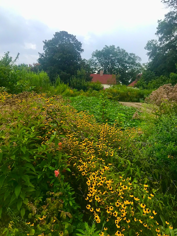 A field of small yellow flowers at George Washington's Mount Vernon