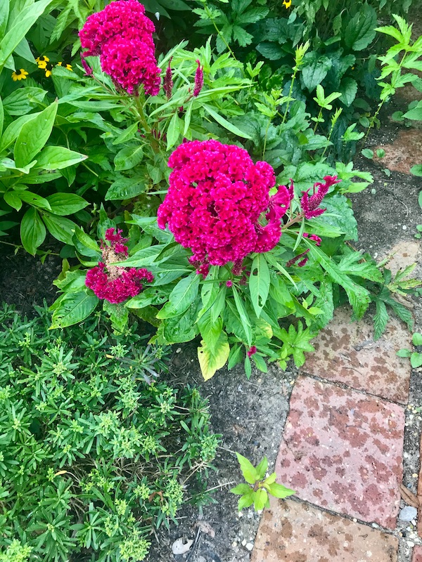 Velvety ruffled red flowers at George Washington's Mount Vernon