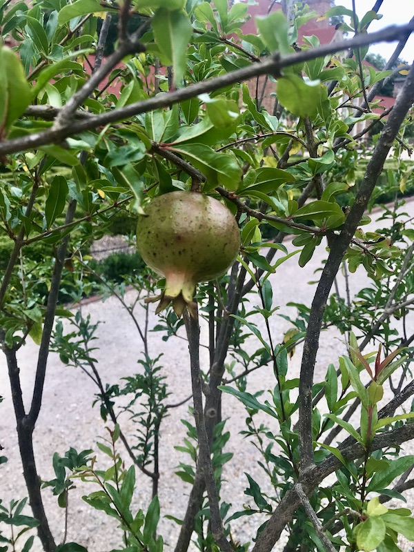 A tree with fruit at George Washington's Mount Vernon