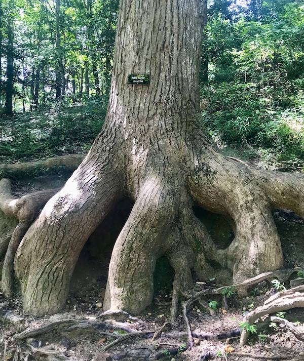 The trunk and roots of a tree that look like a an animals paw at George Washington's Mount Vernon