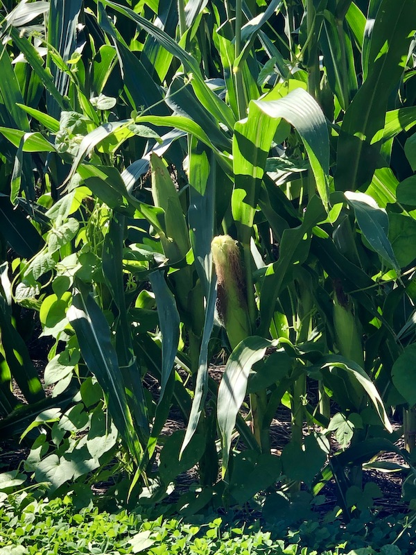 A cornfield with an ear of corn visible near Lake Somerset Campground