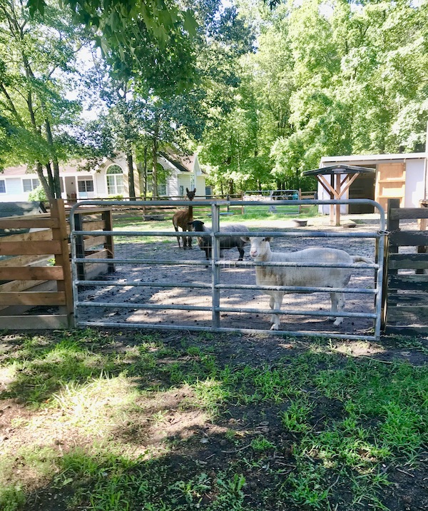 Farm animals in a pen at Lake Somerset Campground