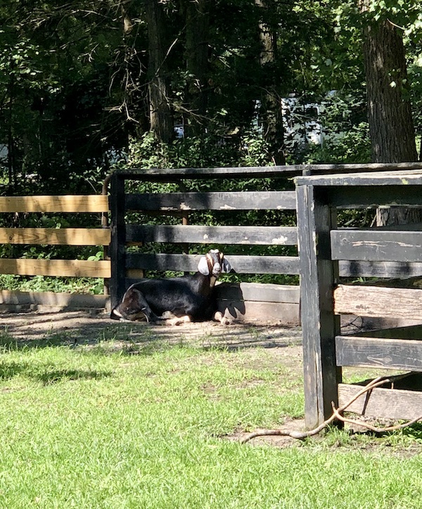 A black goat by a fence at Lake Somerset Campground
