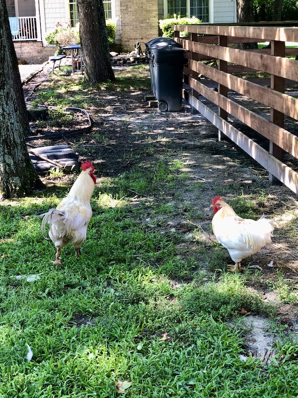 Two white chickens on the lawn at Lake Somerset Campground