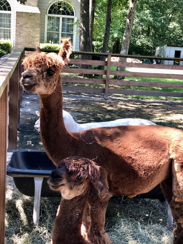 Two llamas at Lake Somerset Campground