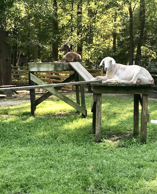 A black goat and a white goat relaxing on elevated perches at Lake Somerset Campground