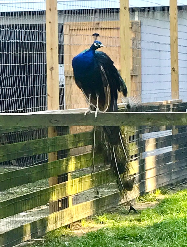 A large peacock atop a fence at Lake Somerset Campground