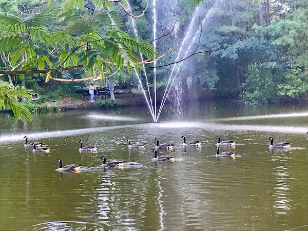 A lake with a fountain and many geese swimming at Lake Somerset Campground