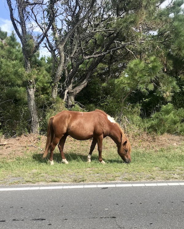 Maryland and Virginia Beaches beautiful red horse with white spot on his neck grazing.