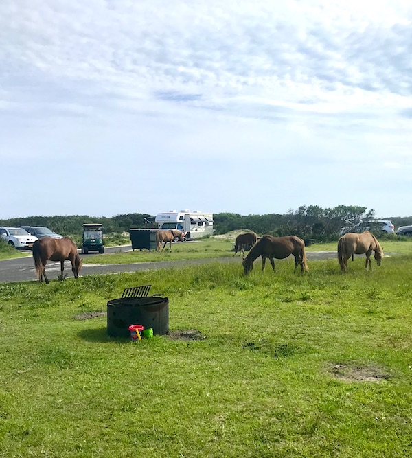 Maryland and Virginia Beaches wild horses grazing by RVs
