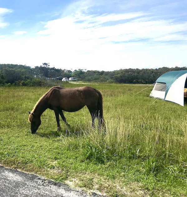 Maryland and Virginia Beaches wild horse on the lawn by a white and green tent
