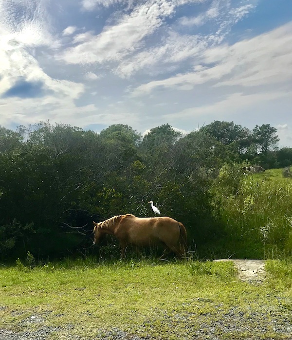 Maryland and Virginia Beaches a wild horse with a white bird on his back.