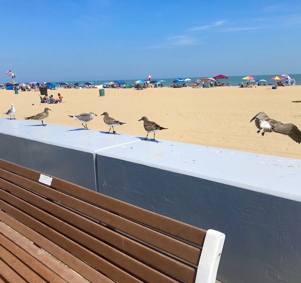 Seagulls lined up on a wall by the Maryland and Virginia Beaches