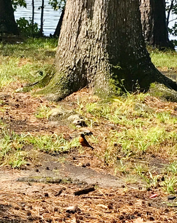 A robin red breast in front of a tree trunk at the Norfolk Botanical Gardens