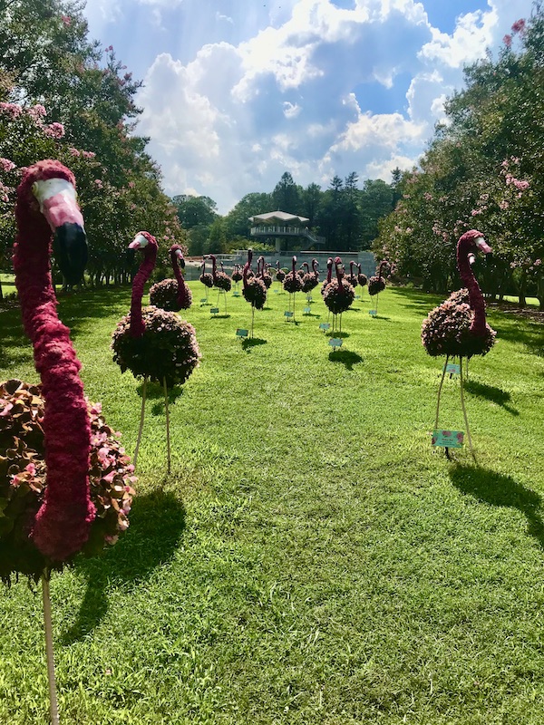 A huge group of flamingo topiaries on the lawn at the Norfolk Botanical Gardens
