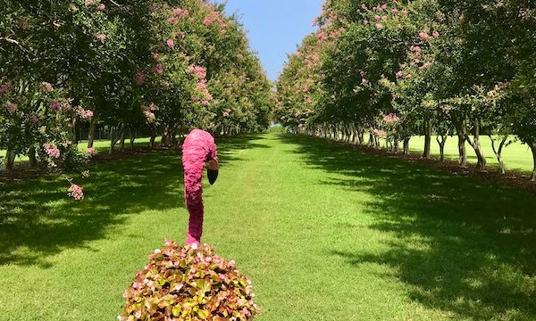 A single flamingo topiary on the lawn flanked by Crape Myrtle trees at the Norfolk Botanical Gardens